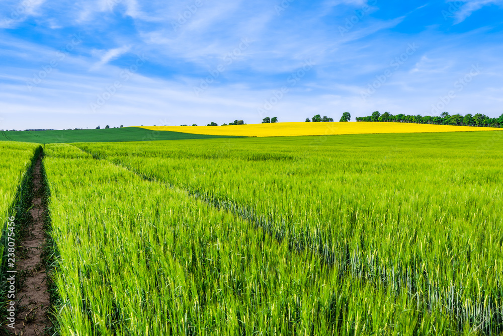 Fototapeta premium Green farm, panoramic vista with trees and rapeseed field, landscape