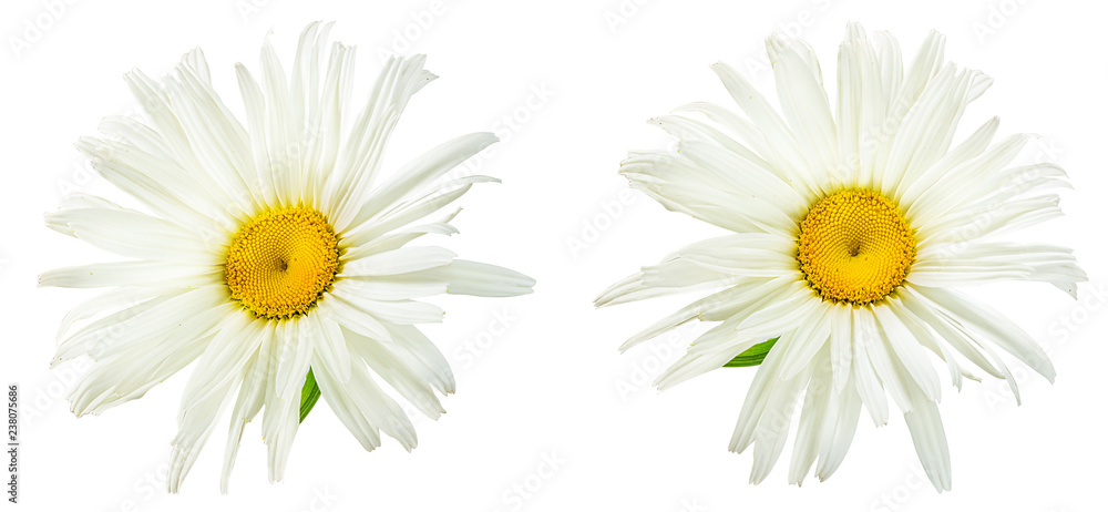 Fototapeta premium Fresh white chamomile isolated on white background with clipping path