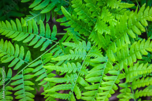 Closeup view of green fern leaves in summer forest.