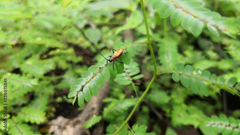 Beautiful nymph of large milkweed bug, orange with black dots, on the branch of a wild plant Beautiful nymph of large milkweed bug, orange with black dots, on the branch of a wild plant