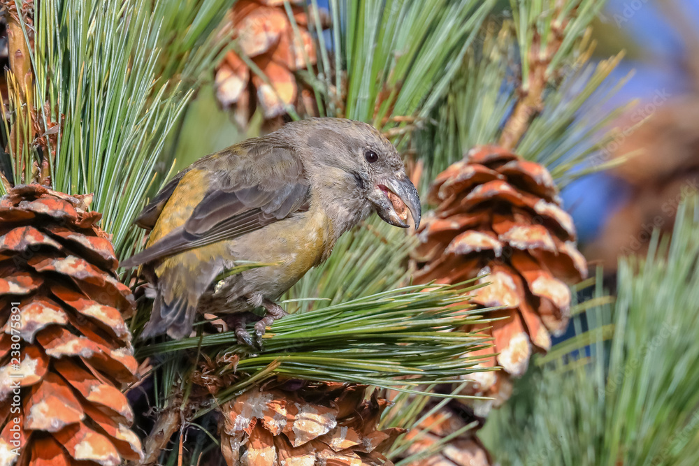 Obraz premium Red Crossbill
