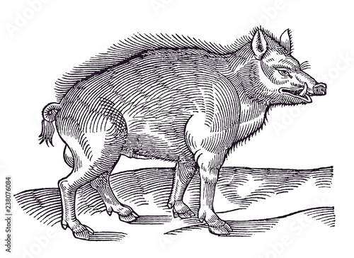 Wild boar (sus scrofa) in side view standing in a landscape. Illustration after a historical woodcut engraving from the early 17th century