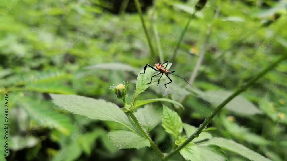 Orange bug with black spots and spines on the body. Located on top of a green leaf.  Long antennas and limbs.