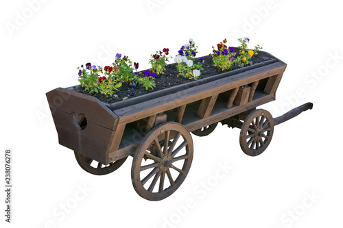 Vintage cart with violets growing inside isolated on white background