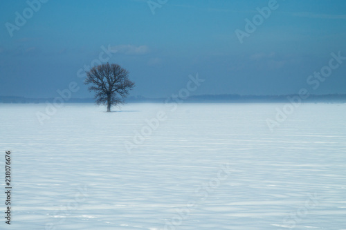 Lonely tree in the snow field