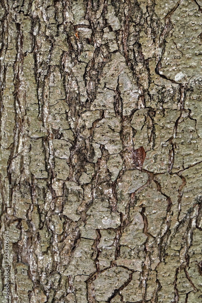 Naklejka premium Baumrinde