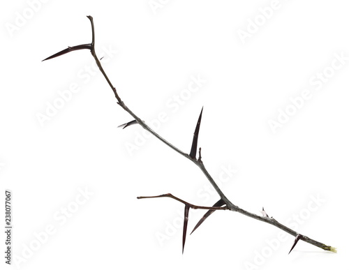 thorny acacia twig isolated on white background