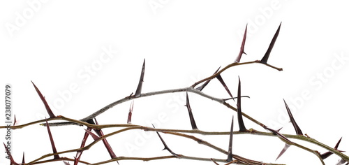 Tablou pe pânză thorny acacia twig isolated on white background