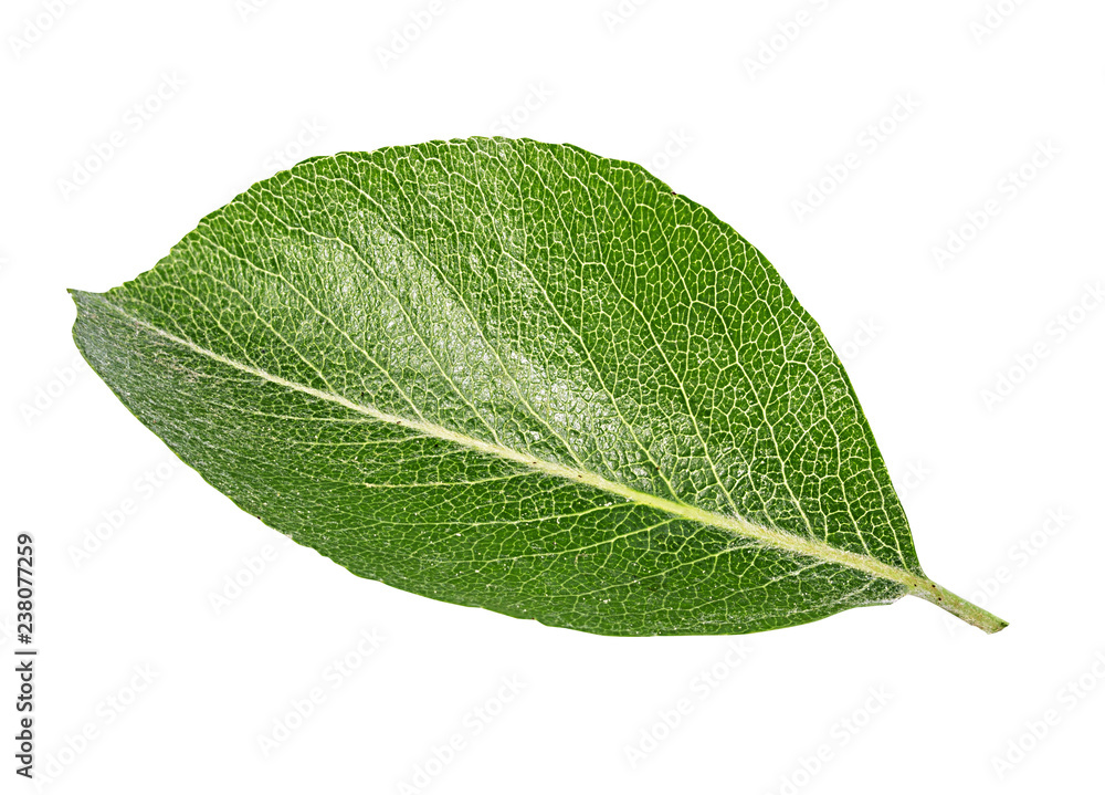 Obraz premium Apple leaf isolated on white background with clipping path