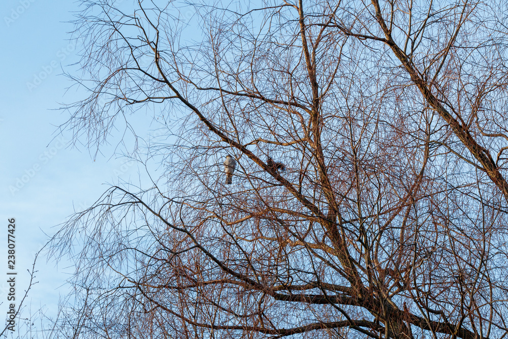 Eurasian Sparrowhawk (Accipiter nisus). Eurasian Sparrowhawk (Accipiter nisus).
