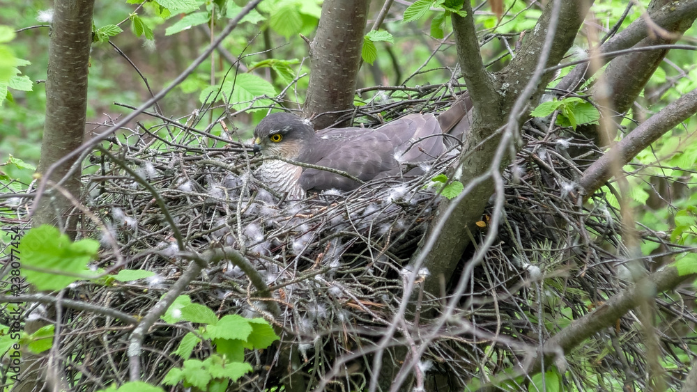 Eurasian Sparrowhawk (Accipiter nisus). Eurasian Sparrowhawk (Accipiter nisus).