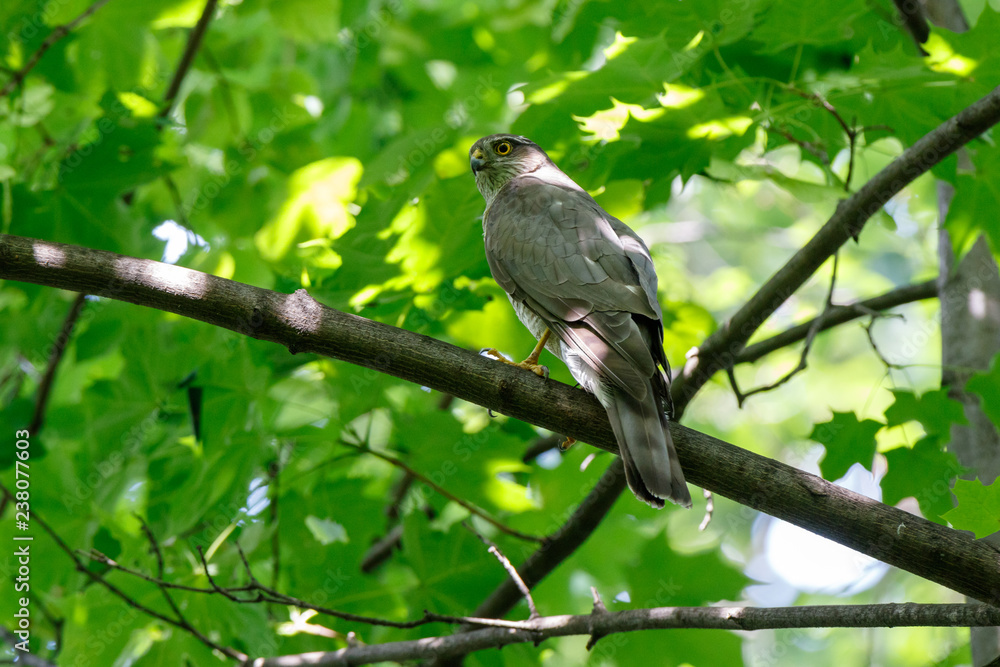 Eurasian Sparrowhawk (Accipiter nisus). Eurasian Sparrowhawk (Accipiter nisus).