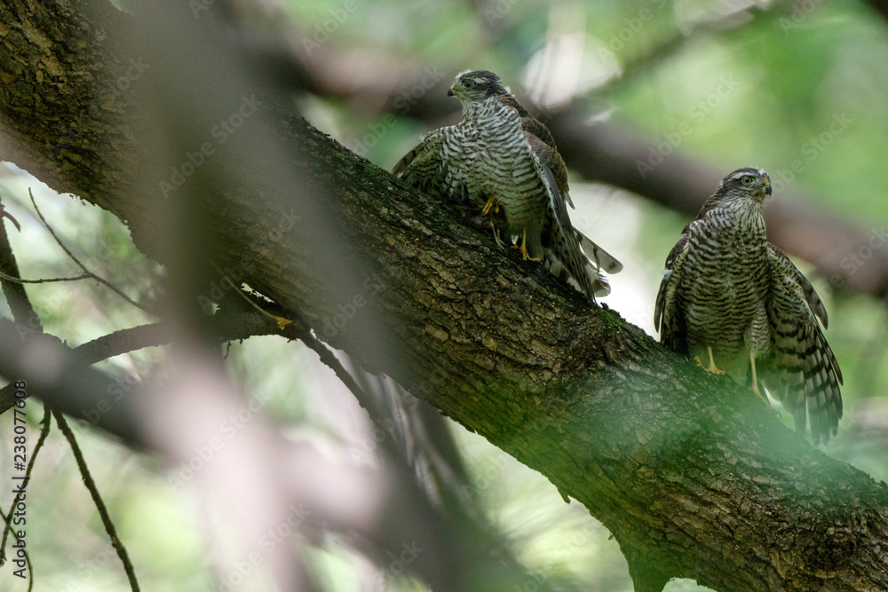 Eurasian Sparrowhawk (Accipiter nisus). Eurasian Sparrowhawk (Accipiter nisus).