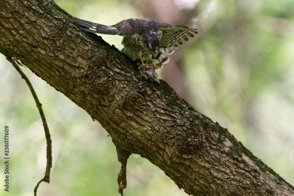 Eurasian Sparrowhawk (Accipiter nisus). Eurasian Sparrowhawk (Accipiter nisus).