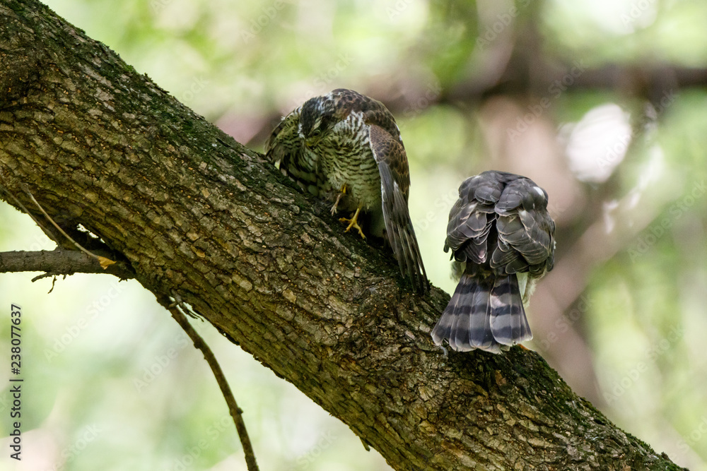 Eurasian Sparrowhawk (Accipiter nisus). Eurasian Sparrowhawk (Accipiter nisus).