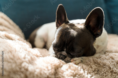 Dog of the French bulldog breed, black and white, laying on top of a beige long-haired blanket, on top of the sofa.