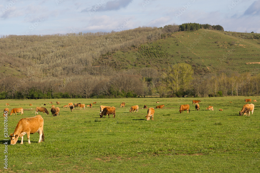 Fototapeta premium Vacas pardas pastando en una pradera