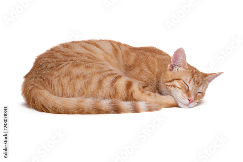 Fototapeta Sleeping red cat on white background