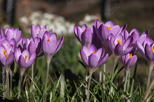 a group violet purple crocuses in the border in the flower garden at a sunny day in winter closeup