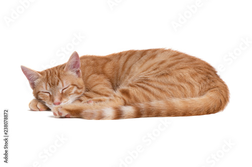 Foto Sleeping red cat on white background