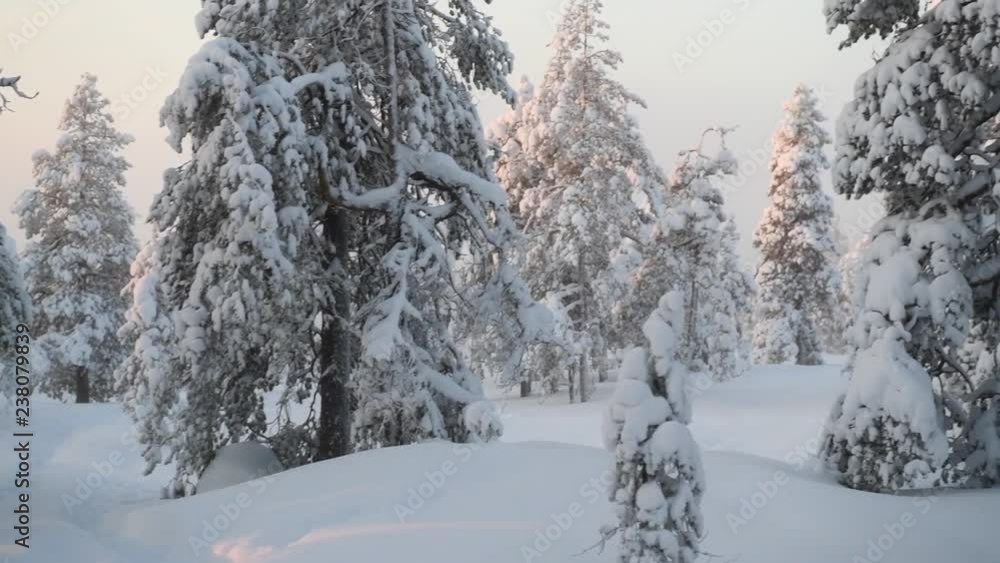 Scenic winter forest in Lapland Scenic winter forest in Lapland