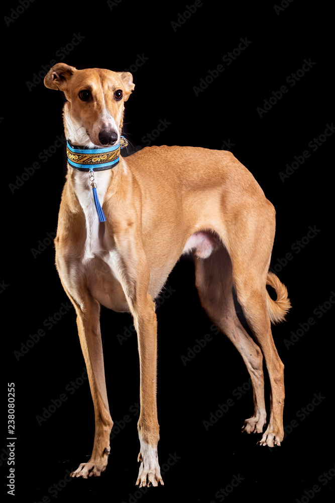 Male breed Horta Greyhound on a black background