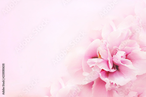 Summer blossoming delicate peony blooming flowers festive background, pastel and soft bouquet floral card, selective focus, toned