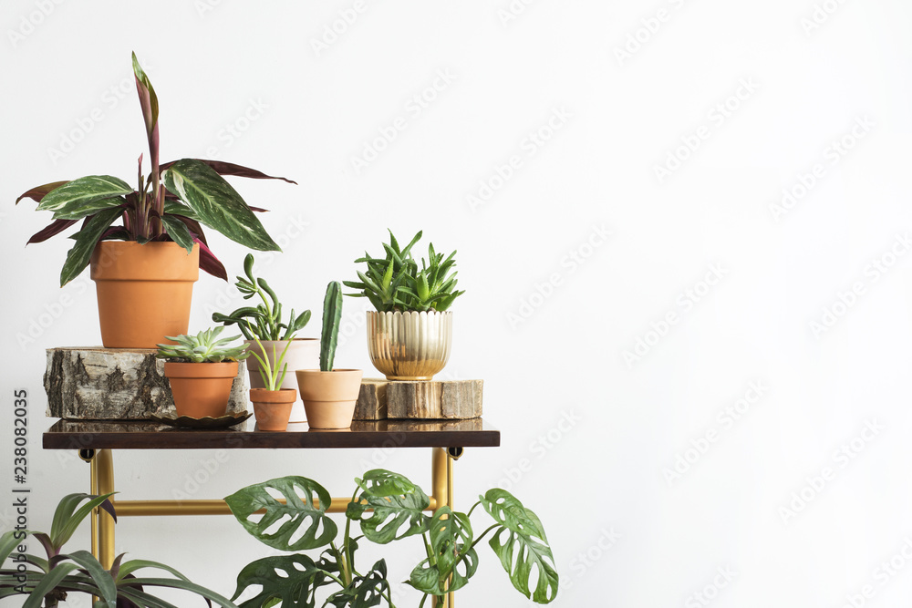 Modern composition of home garden with different plants in red clay pots on the brown shelf. Concept of copy space in design room.