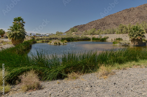 artificial West Pond in Zzyzx (Soda Springs) Mojave National Preserve, San Bernardino County, California