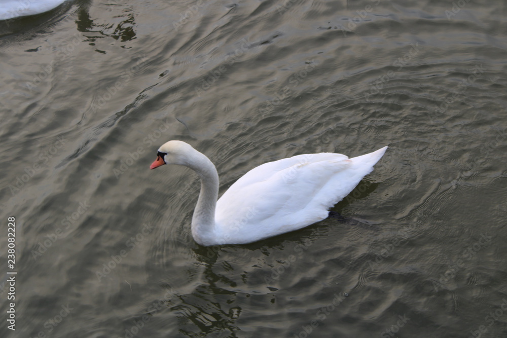 Obraz premium Schwan