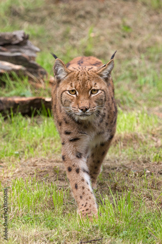 Lynx komt voetje voor voetje dichterbij