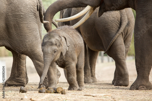 Baby Aziatische olifant speelt met poep
