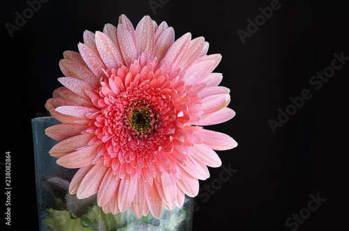 Pink Daisy Flower 