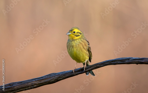 Beautiful yellowhammer perched on a branch in the forest