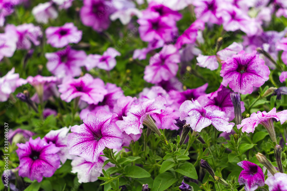 Pink flower Petunia is flowering plants of South American origin Pink flower Petunia is flowering plants of South American origin