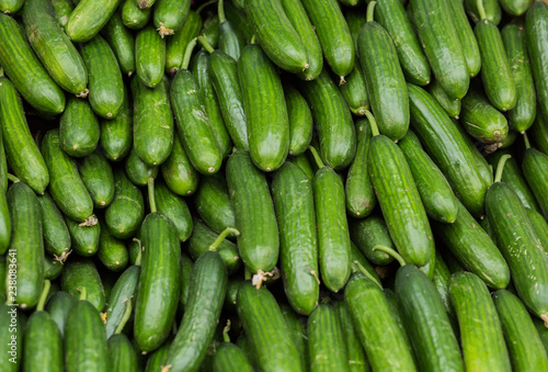 Pile of cucumbers background.