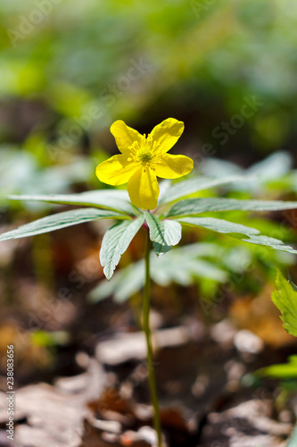 Fototapeta Naklejka Na Ścianę i Meble -  yellow wood anemone flower on the sunlight, selective focus