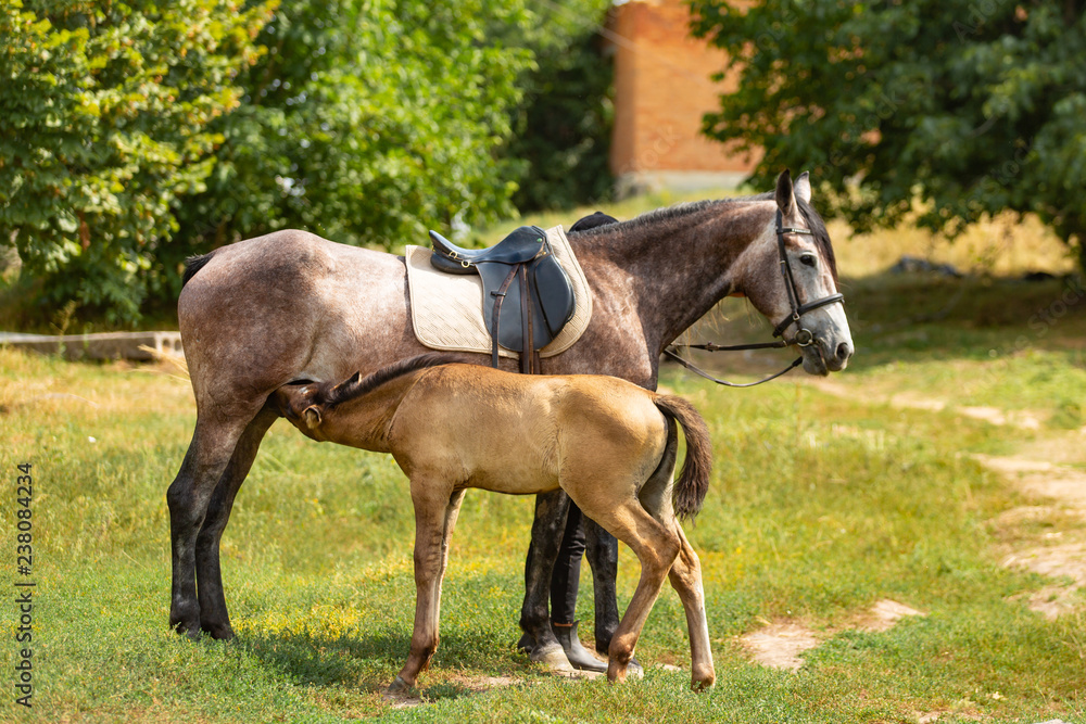 Pretty foal standing with its mother horse and is eating milk outside. Foal stands in a paddock with its mother. Pretty foal standing with its mother horse and is eating milk outside. Foal stands in a paddock with its mother.