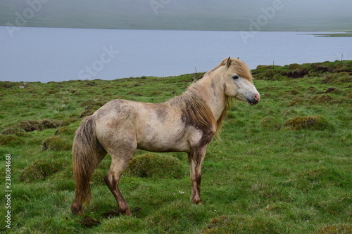 It's a pleasure to have a white horse. Icelandic stallion, full of dirt. © Susanne Fritzsche