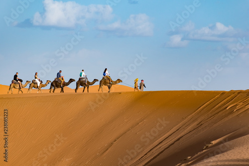 Berber man leading camel caravan  Merzouga  Sahara Desert  Morocco in Africa