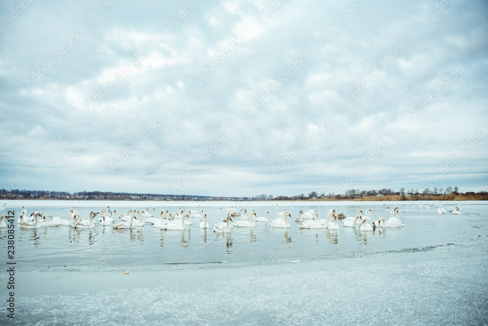 lot of swans on the lake in winter day