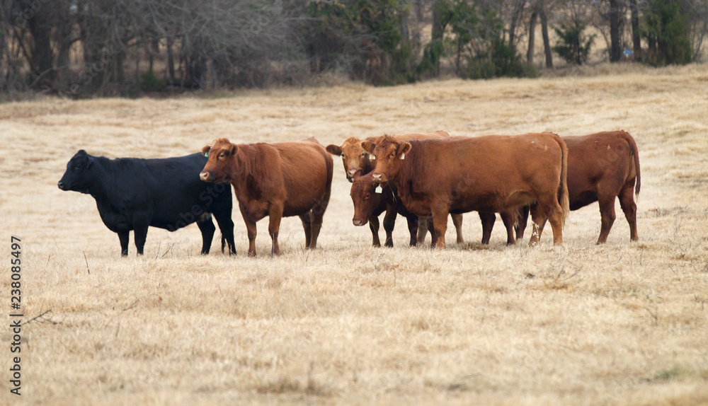 herd of red and black Angus cows