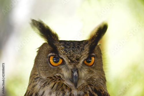 Portrait eagle owl