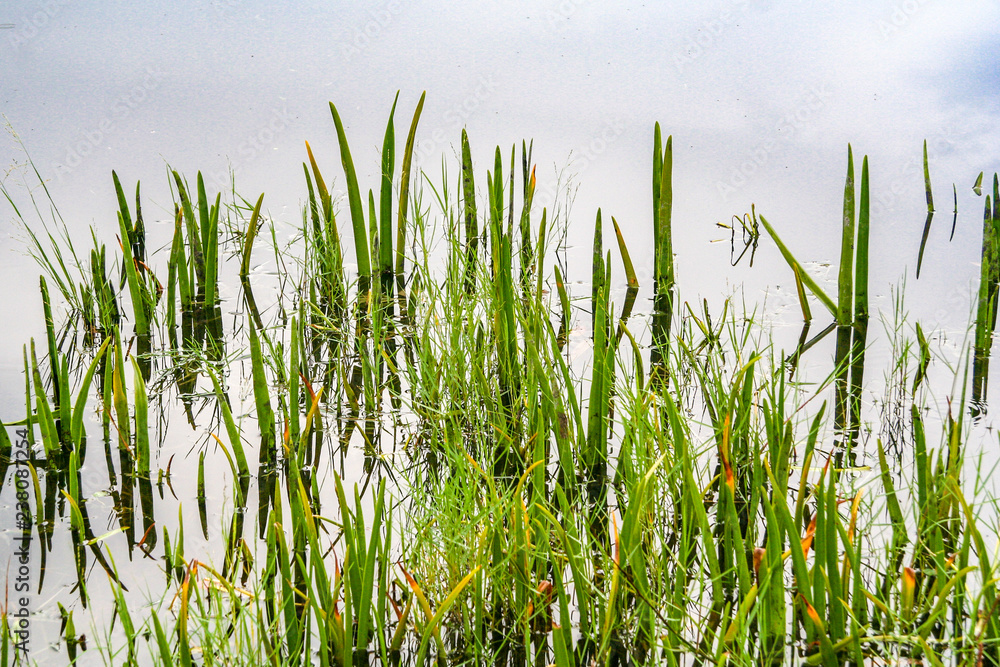 Pond grass in bog
