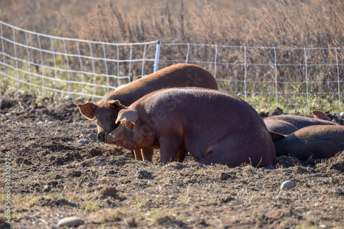 Pigs in Love photo