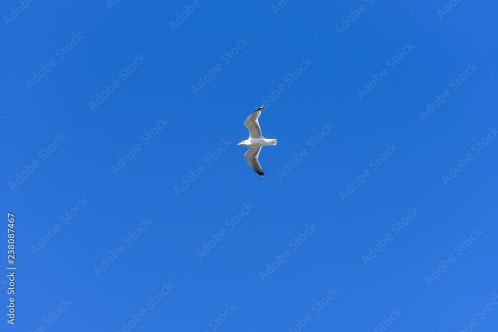 Fototapeta premium Seagull against the blue sky