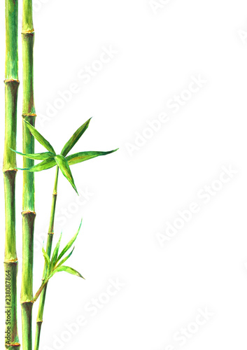 Fototapeta Naklejka Na Ścianę i Meble -  Bamboo forest spa background. Watercolor hand drawn green botanical illustration with space for text