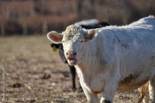 Mooooove over!  I am Hungry