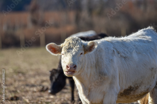 Cow Chewing Cud