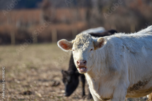 White Cow says Moo